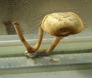 Как своими руками создать проблемы с вентиляцией в собственном жилье